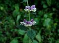 Multicolored Catmint